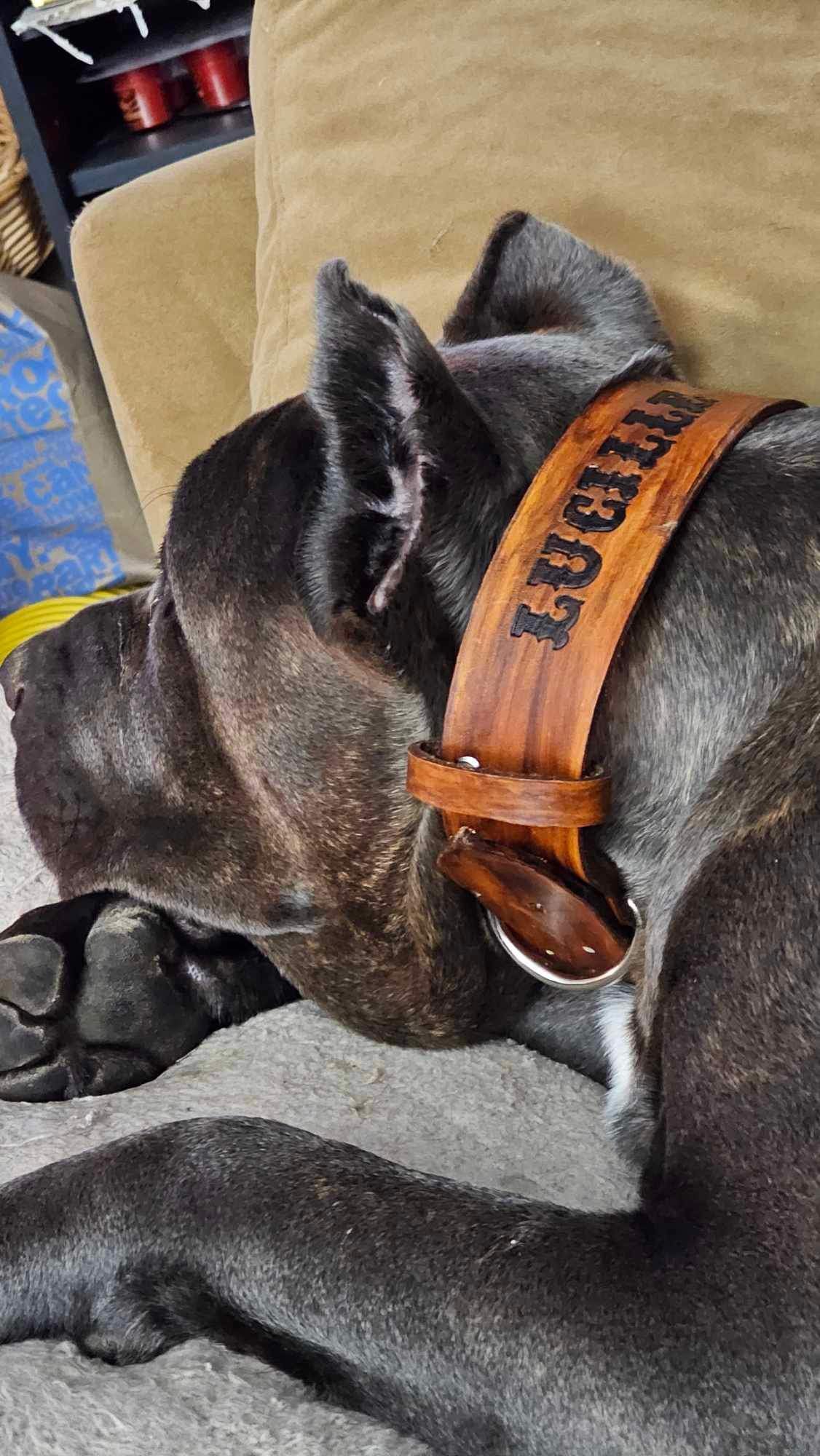 Custom Leather Dog Collar